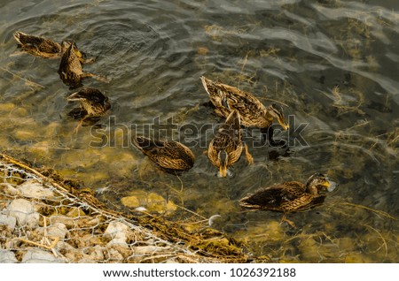Wild ducks looking for food in water