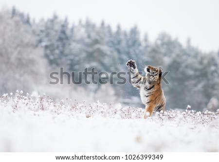 Young Siberian tiger playing with snow Royalty-Free Stock Photo #1026399349