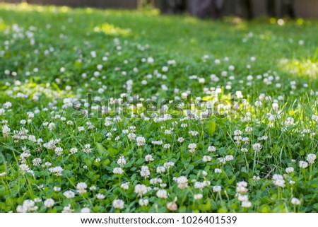 White clover among green grass in the sunny park in the summer