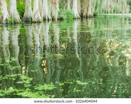 Reflections of a mangrove forest in the water of a Florida lake. The water is placid, but the colors reflected from the sky and treetops at sunset add greens and yellow.