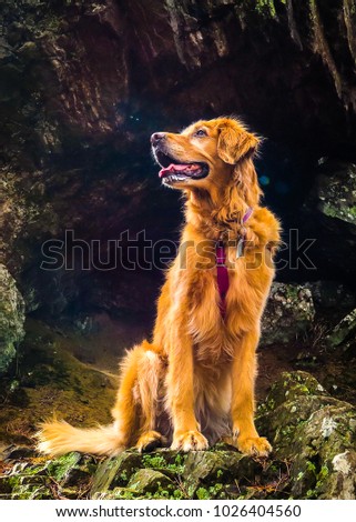 Golden Retriever Josie sitting on a rock looking like the angel that she is.  She loves to visit National and State Parks.  