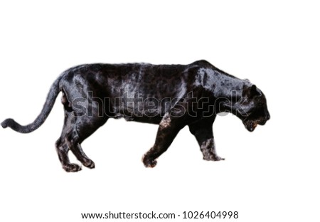 Black panther isolated on the white background