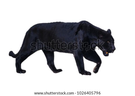 Black panther walks isolated on the white background