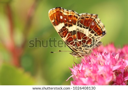 Map, butterfly,  Nymphalidae
