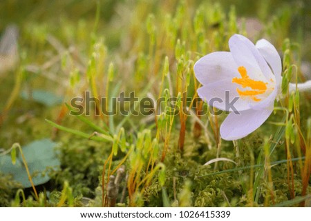 Close up picture of Crocus flower on the moss background , this is the first flower in spring 