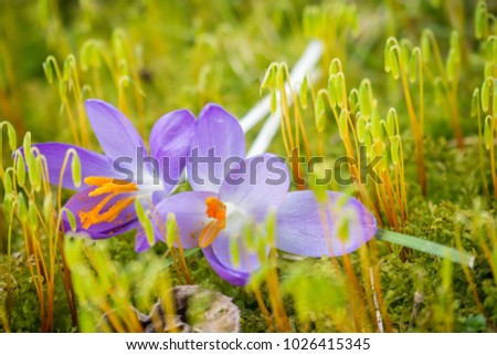 Close up picture of Crocus flower on the moss background , this is the first flower in spring 