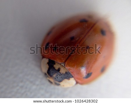 Ladybird on a white background sleeps in the fog close up macro close-up blurred background
