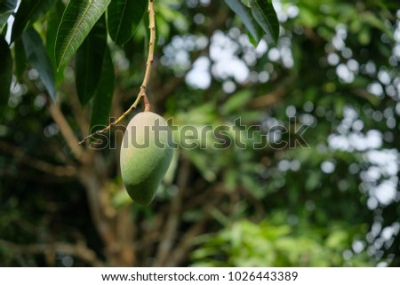 Royalty high quality free stock image of green mango on tree in the orchard. Mango is a nutritious food with lots of vitamins