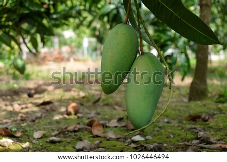 Royalty high quality free stock image of green mango on tree in the orchard. Mango is a nutritious food with lots of vitamins
