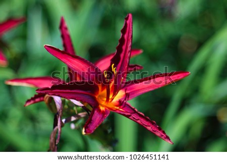 Hemerocallis flowers isolated on a blurry background. Lily flowers on beautiful bokeh background. Gorgeous, colorful artistic image spring. Beautiful day lily flowers in botanical garden. 