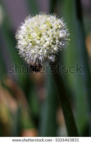 Blooming onion plant in garden. White ornamental onion with a wasp. Flower decorative onion. Close-up of white onions flowers on summer field. Agricultural background. Summertime rural scene.