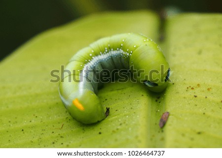 Green worms on banana leaves