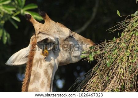 giraffe zoo head