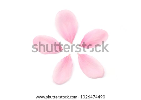 Japanese cherry blossom petals on white background Royalty-Free Stock Photo #1026474490