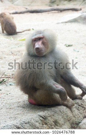 Family of Hamadryas Baboon in a cave in a park in Singapore. Baboons busy eating and playing with each other