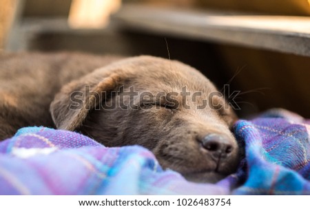 Little dog is sleeping sweet dream