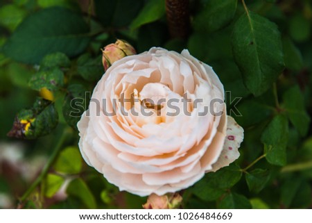 Orange rose in the garden, Thailand.
