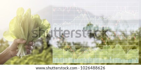 Stock market index information data on agriculture business.Farmer's hand hold organic green fresh lettuce vegetable for food in the organic farm.