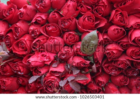 Enjoy this picture of roses taken in Hanoi, Vietnam. Use this picture to enhance your creations and feel the intensity of love!