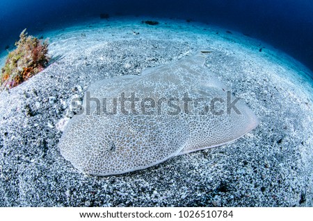 Japanese Angel Shark in Clear Waters of Japan Royalty-Free Stock Photo #1026510784