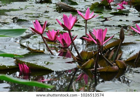 Beautiful pink water lilies in bloom