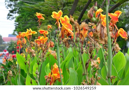 Close up of yellow canna indica flower with green plant back ground
