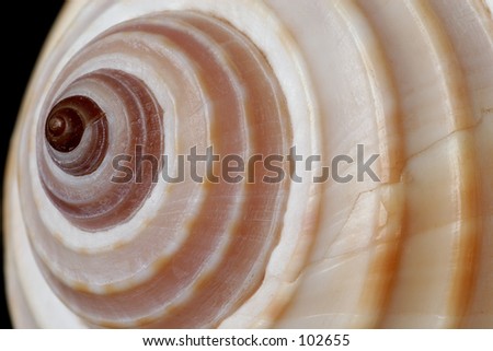 Marine sea shell (Tonna allium)