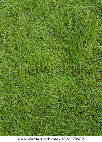 Green grass for background and texture