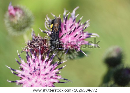 Close-up hanging Caucasian black and yellow wasp Scolia hirta with shiny wings collecting nectar on a flower of light purple thistles                              