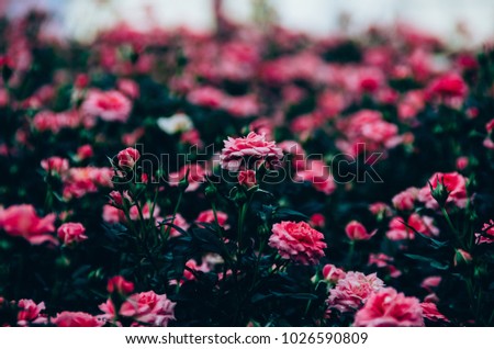 Pink Rose in Garden.