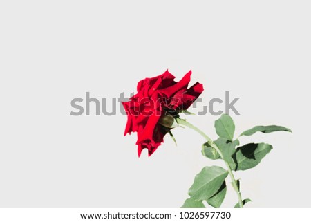 Red roses beautiful on white background , soft focus.