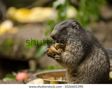 Marmot in the feeding time