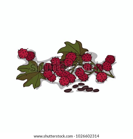 Isolated clipart of plant Ricinus on white background. Botanical drawing of herb Castorbean or Ricinus communis with fruits and leaves, seeds. Raster version of illustration