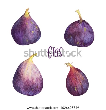 Set of ripe violet figs. Watercolor illustration of Mediterranean fruit. Natural raw food.