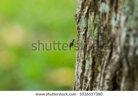 picture of close up fly at trunk