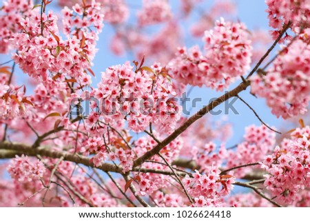 Wild Himalayan Cherry(Prunus cerasoides), Sakura in Thailand at Phu Lom Lo, selective focus
