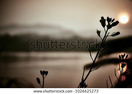 Morning flower And the sun rising along the Mekong River.