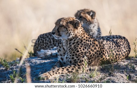 Cheetahs (Acinonyx jubatus soemmeringii) in the Okavango-delta in Botswana