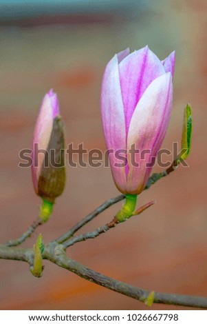 Blossom of tree and plant in spring