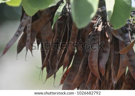 Ceratonia siliqua, commonly known as the carob tree or carob bush. Perfect for Background. Royalty-Free Stock Photo #1026682792