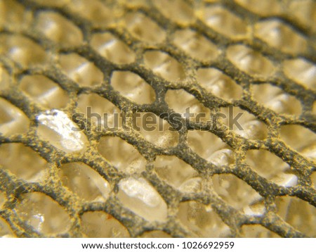 Moldy Carbon net filter from macro view