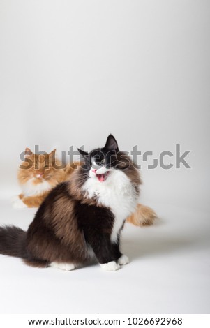 Portrait of two beautiful black, white and orange long-haired Norwegian Forest Cat, sitting in front of camera and isolated on white background. Open mouth in strange, weird, funny positions