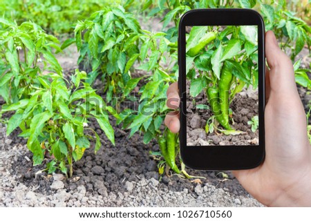 travel concept - tourist photographs green chili pepper bushes on beds in garden in Krasnodar Kuban region of Russia in summer season on smartphone