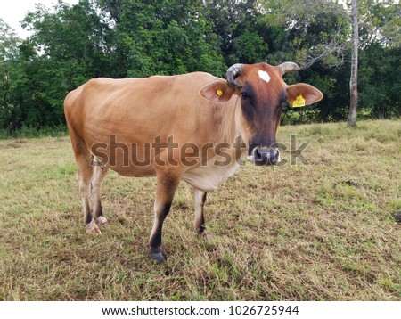 Cow light beige, grazing in a meadow, Dominican Republic