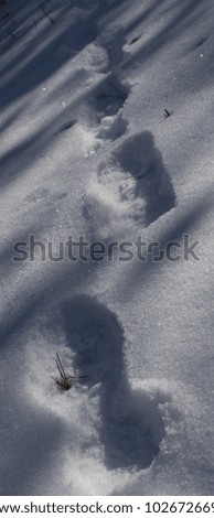 Footprints in a North Carolina snow just before sunset starts
