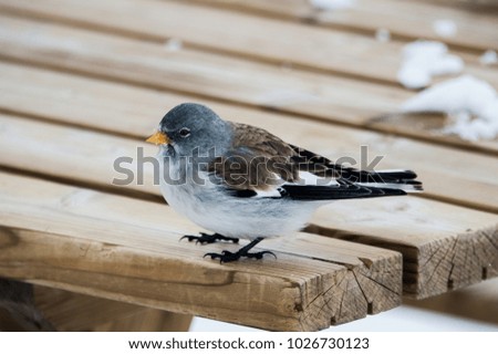 Mountain Sparrow on Table
