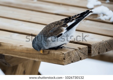 Mountain Sparrow on Table