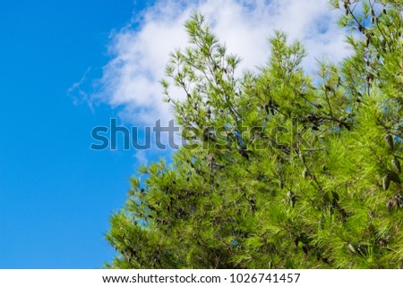 Blue color against green. Branches of the pine in the sunny day in Bar, Montenegro, Adriatic sea.  Royalty-Free Stock Photo #1026741457