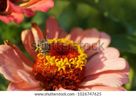 Macro of the Caucasian striped, small and gray bee Amegilla albigena flying and collecting nectar on the yellow inflorescence of the orange-pink flower Zinnia