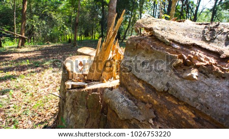 Stump stem tree concept. cutting stem of big tree to destroy forest. It is one of two main structural axes of vascular plant. After a tree has been cut and felled tree stump or trunk to root.
